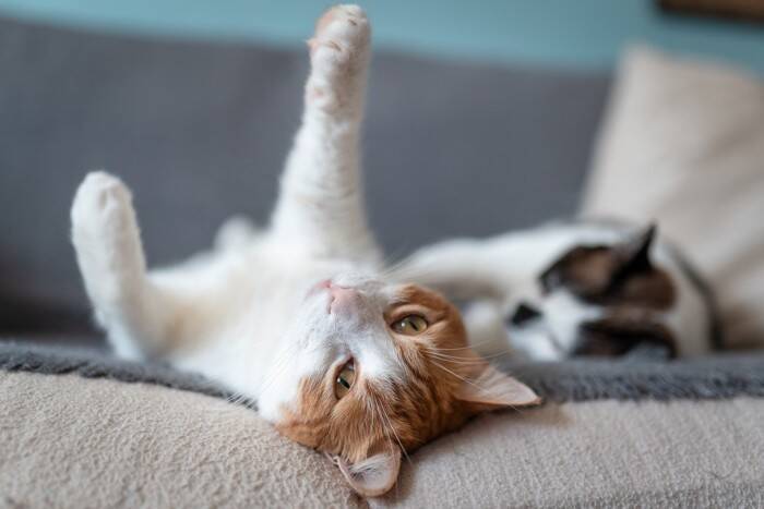 猫が『猫パンチ』をするときの理由3つ　怒っているとは限らない？気持ちの見分け方と対処法も
