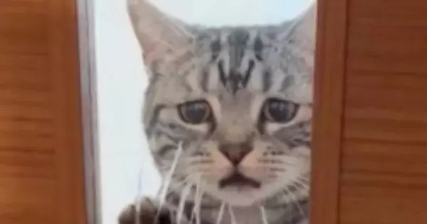 『飼い主が仕事に行く時の猫』→AIが作った理想と『実際の様子』を比べてみたら…まさかの光景に爆笑の声「切なすぎるｗｗ」「どちらも好きｗ」