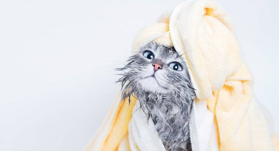 全身が接着剤まみれの子猫を保護　夫を亡くした女性と出会い、懸命な「オイル・マッサージ」を受けて「幸せな家族」になる　米国