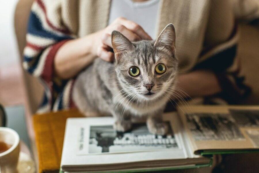 全身が接着剤まみれの子猫を保護　夫を亡くした女性と出会い、懸命な「オイル・マッサージ」を受けて「幸せな家族」になる　米国