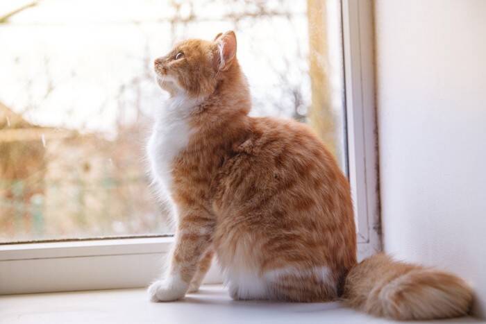 猫の『座り方』から読み取れる心理6つ　安心や警戒のサインから接し方のコツまで