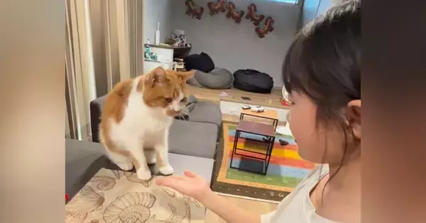 数々の『芸』を覚えた猫→女の子が合図を出すと…可愛すぎるやり取りが1474万再生「めんどくさそうすぎるｗ」「付き合ってくれるの優しい」
