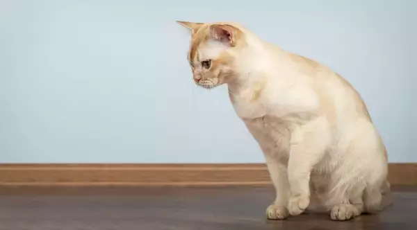 猫の命に関わる『危ない嘔吐』4選　心配ないケースとの違いや適切な対処法を解説
