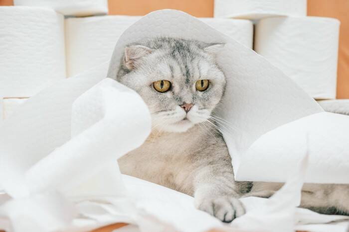 猫の命に関わる『危ない嘔吐』4選　心配ないケースとの違いや適切な対処法を解説