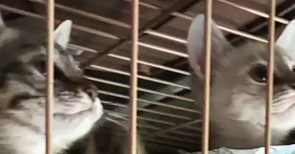 仕事中、家にいる『子猫たちの様子』が気になり送ってもらった結果…まさかの光景に「可愛すぎて笑ったｗ」「お仕事頑張れそうだねｗ」の声