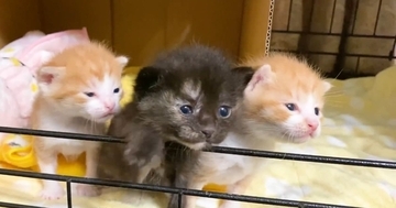 ケージを開けてもらった赤ちゃん猫たち→初めての『リビング』で…尊すぎる光景が12万再生「小さな大冒険ｗ」「愛おしい」