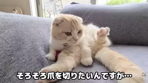 猫と犬に『動物病院の診察券』みせた結果…まさかの反応が面白すぎると9万9000再生「見せただけなのにｗ」「匂いがしたのかな」の声