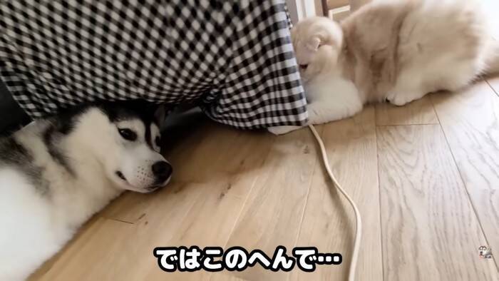 猫と犬に『動物病院の診察券』みせた結果…まさかの反応が面白すぎると9万9000再生「見せただけなのにｗ」「匂いがしたのかな」の声