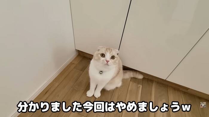 猫と犬に『動物病院の診察券』みせた結果…まさかの反応が面白すぎると9万9000再生「見せただけなのにｗ」「匂いがしたのかな」の声