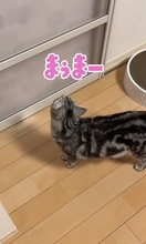 大好きなママが帰宅した次の瞬間、猫が…まさかの『熱烈すぎるお出迎え姿』が131万再生「ママって言ってる」「すっ飛んで帰りたくなるやつ」