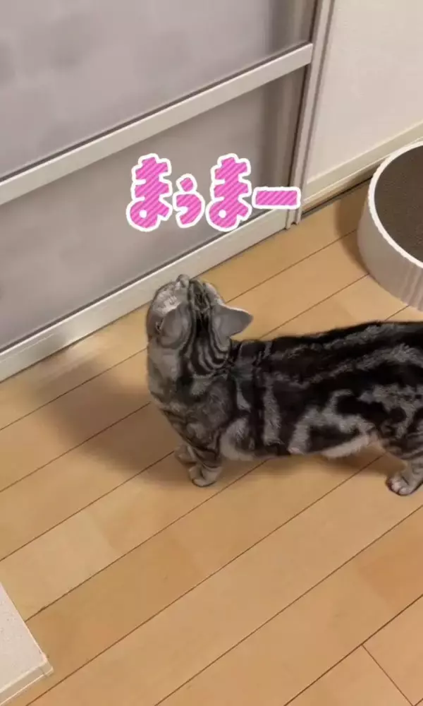 大好きなママが帰宅した次の瞬間、猫が…まさかの『熱烈すぎるお出迎え姿』が131万再生「ママって言ってる」「すっ飛んで帰りたくなるやつ」