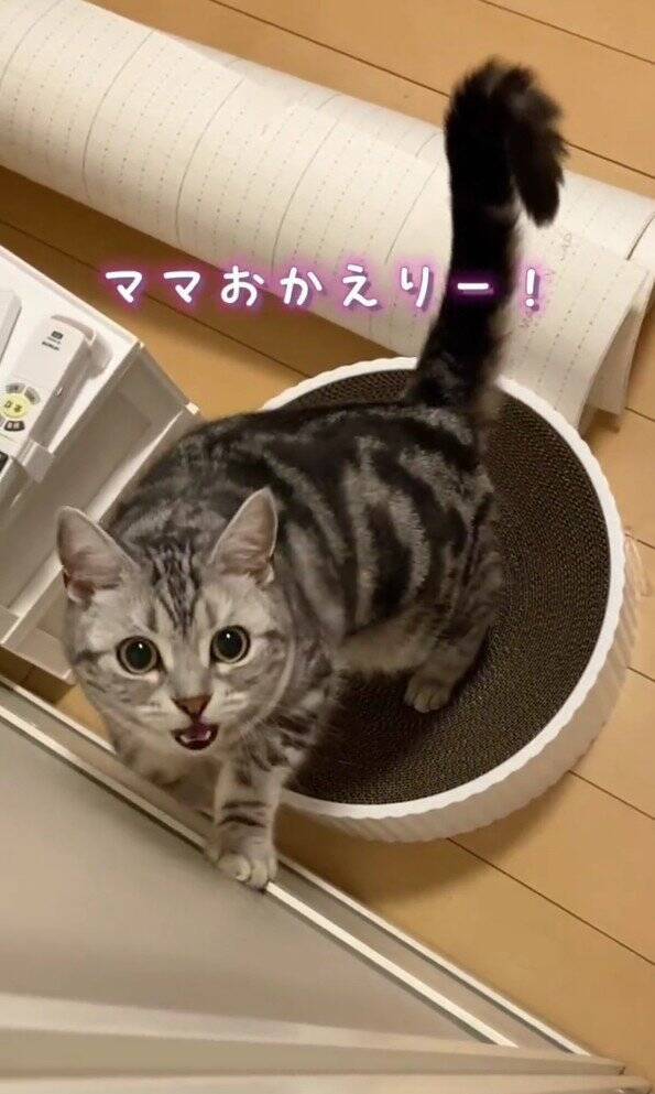 大好きなママが帰宅した次の瞬間、猫が…まさかの『熱烈すぎるお出迎え姿』が131万再生「ママって言ってる」「すっ飛んで帰りたくなるやつ」