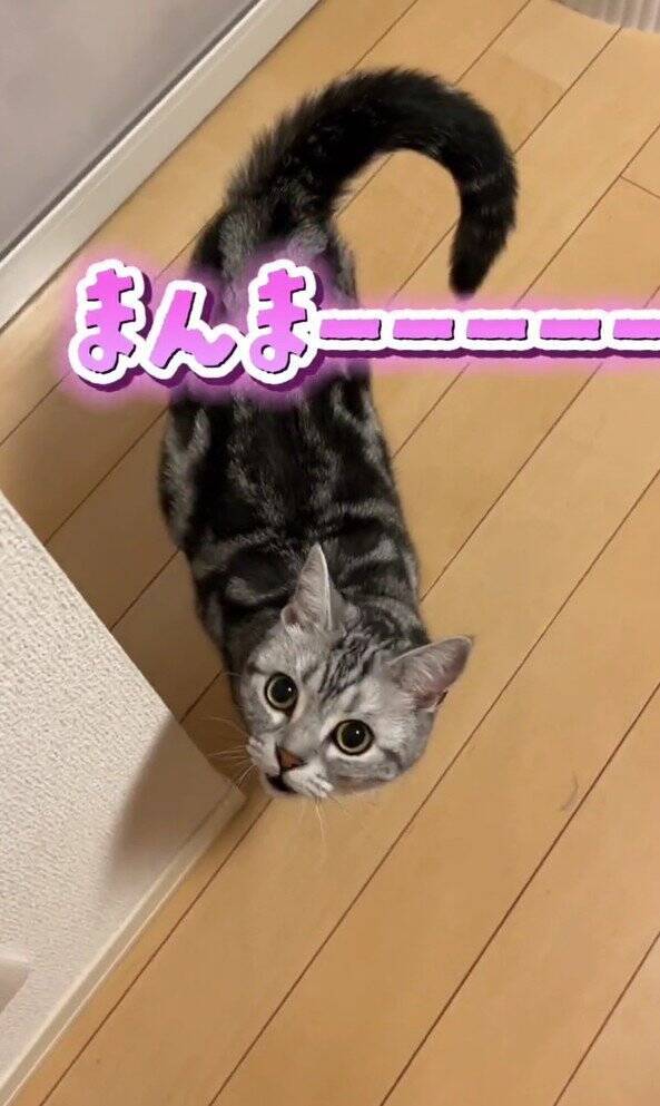 大好きなママが帰宅した次の瞬間、猫が…まさかの『熱烈すぎるお出迎え姿』が131万再生「ママって言ってる」「すっ飛んで帰りたくなるやつ」