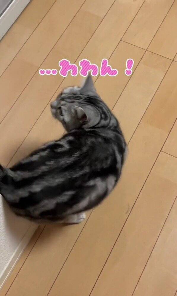 大好きなママが帰宅した次の瞬間、猫が…まさかの『熱烈すぎるお出迎え姿』が131万再生「ママって言ってる」「すっ飛んで帰りたくなるやつ」