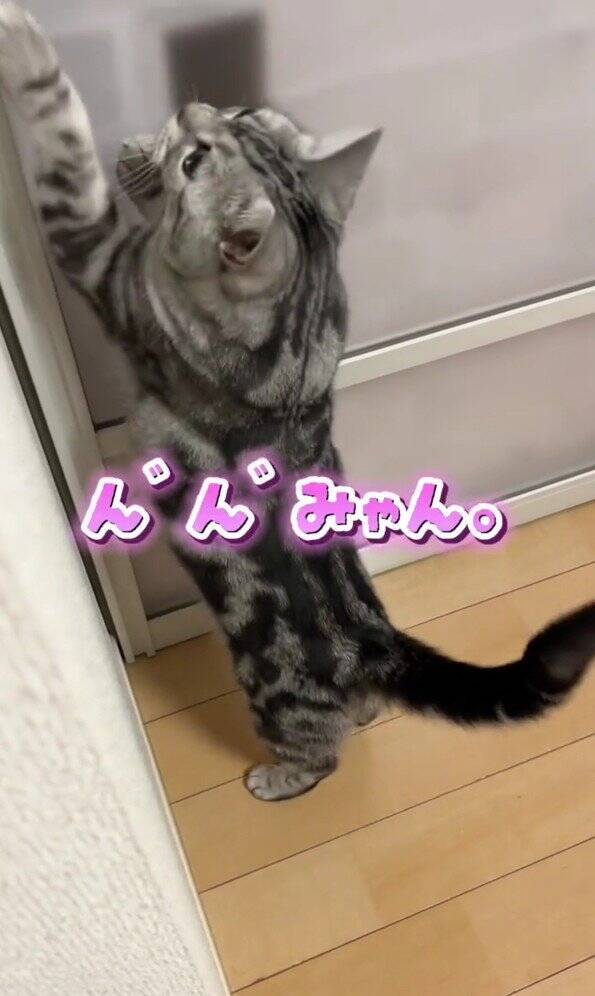 大好きなママが帰宅した次の瞬間、猫が…まさかの『熱烈すぎるお出迎え姿』が131万再生「ママって言ってる」「すっ飛んで帰りたくなるやつ」