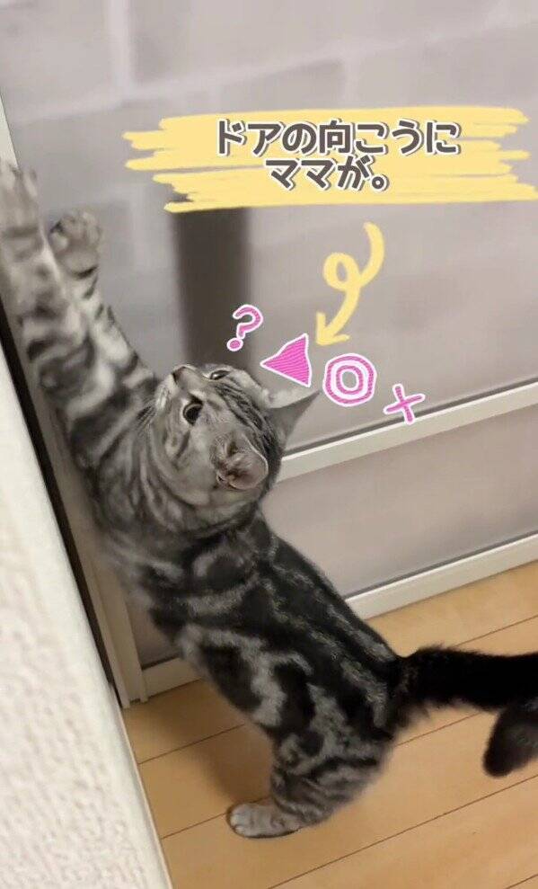 大好きなママが帰宅した次の瞬間、猫が…まさかの『熱烈すぎるお出迎え姿』が131万再生「ママって言ってる」「すっ飛んで帰りたくなるやつ」