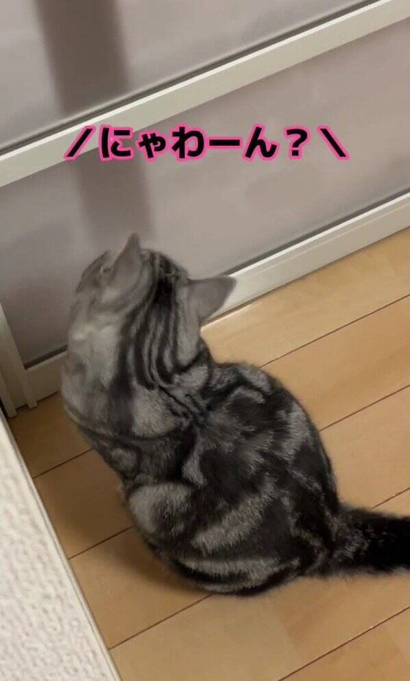 大好きなママが帰宅した次の瞬間、猫が…まさかの『熱烈すぎるお出迎え姿』が131万再生「ママって言ってる」「すっ飛んで帰りたくなるやつ」