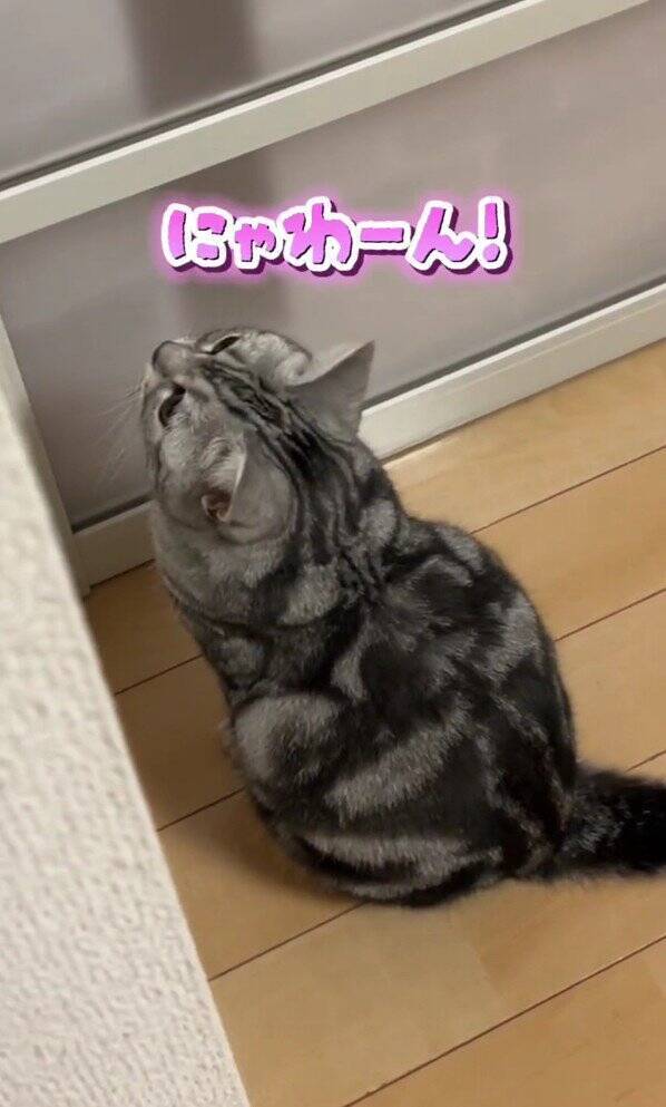 大好きなママが帰宅した次の瞬間、猫が…まさかの『熱烈すぎるお出迎え姿』が131万再生「ママって言ってる」「すっ飛んで帰りたくなるやつ」