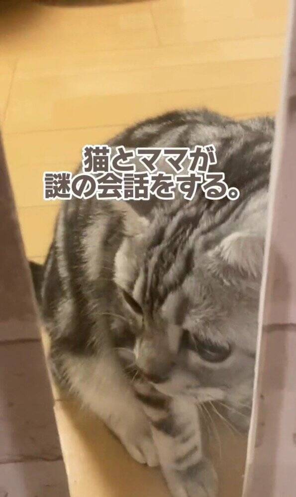 大好きなママが帰宅した次の瞬間、猫が…まさかの『熱烈すぎるお出迎え姿』が131万再生「ママって言ってる」「すっ飛んで帰りたくなるやつ」