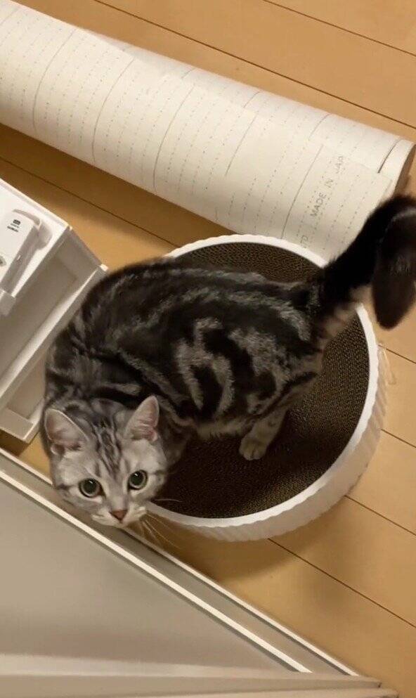 大好きなママが帰宅した次の瞬間、猫が…まさかの『熱烈すぎるお出迎え姿』が131万再生「ママって言ってる」「すっ飛んで帰りたくなるやつ」