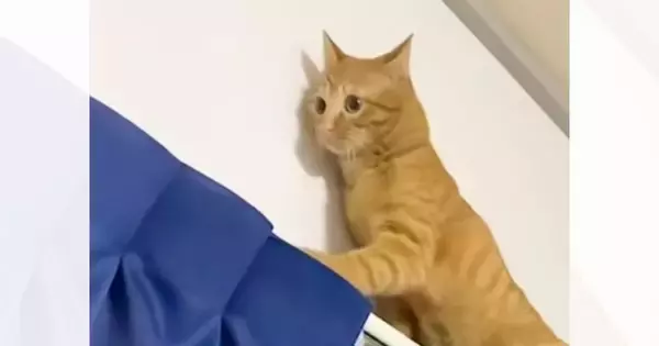 『カーテンポールの上で遊んでいた猫』を見ていたら…爆笑必至の瞬間が721万再生「情けなさすぎるｗ」「茶トラどんくさい子多いｗ」と話題