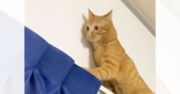 『カーテンポールの上で遊んでいた猫』を見ていたら…爆笑必至の瞬間が721万再生「情けなさすぎるｗ」「茶トラどんくさい子多いｗ」と話題