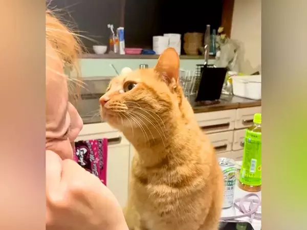お母さんに顔を近づける猫→キスするのかと思いきや…まるでコントのような『まさかの展開』が52万再生「猫もすっとぼけるんだな」「芸人かｗ」