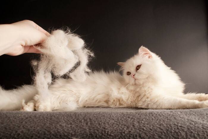 愛猫家がこっそりやっている『人前ではできない行動』5選　あなたもついやっているかも？