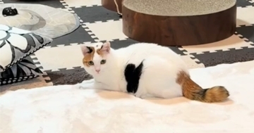 伏せていた猫→ゆっくりと起き上がると……予想外の展開と『可愛すぎる模様』が81万再生「模様に目がいったｗ」「ハートを届けにｗ」
