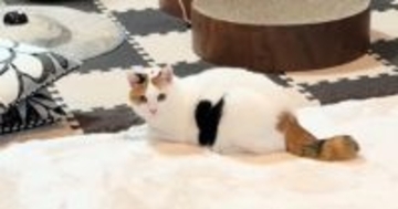 伏せていた猫→ゆっくりと起き上がると……予想外の展開と『可愛すぎる模様』が81万再生「模様に目がいったｗ」「ハートを届けにｗ」