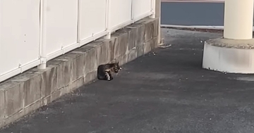 コンビニの駐車場で『目が開いていないボロボロの子猫』を発見…迷いの末に下した決断に「優しさが伝わってくる」「涙が出てきた」と20万再生