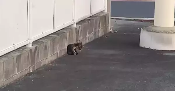 コンビニの駐車場で『目が開いていないボロボロの子猫』を発見…迷いの末に下した決断に「優しさが伝わってくる」「涙が出てきた」と20万再生