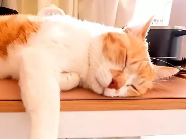 朝４時から飼い主を振り回しまくる猫→大変だけど幸せな、『愛おしい日常』が32万再生「やり取りに癒される」「しょっぱなから笑った」の声