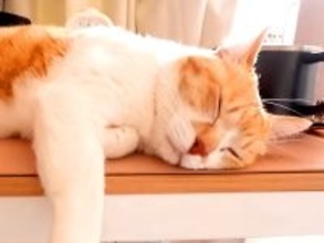 朝４時から飼い主を振り回しまくる猫→大変だけど幸せな、『愛おしい日常』が32万再生「やり取りに癒される」「しょっぱなから笑った」の声