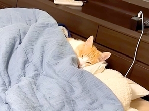 寝室に入ると、ベッドに先客が→よく見ると愛猫で…予想以上に『寝具を使いこなす光景』に「人間なのバレたね…」「転生したら猫になってた件」