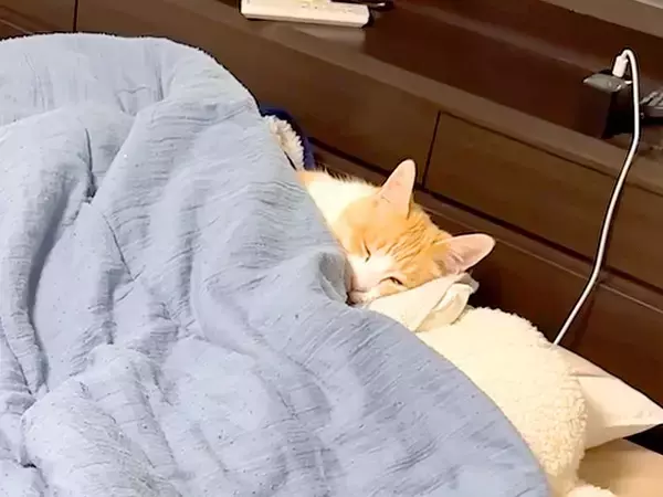 寝室に入ると、ベッドに先客が→よく見ると愛猫で…予想以上に『寝具を使いこなす光景』に「人間なのバレたね…」「転生したら猫になってた件」