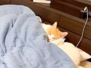 寝室に入ると、ベッドに先客が→よく見ると愛猫で…予想以上に『寝具を使いこなす光景』に「人間なのバレたね…」「転生したら猫になってた件」