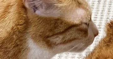 同居猫に『毛づくろい』をしてもらっていた猫…まさかの『仕上がり』に爆笑の声「ドライヤーの後みたい」「通気性は良さそうｗ」と３万いいね