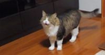 戸を開けて『部屋に入ってきた元ボス猫』→にゃ～にゃ～と鳴き始めると…可愛すぎる展開が30万再生「人間みたいな登場ｗ」「甘えん坊さん」