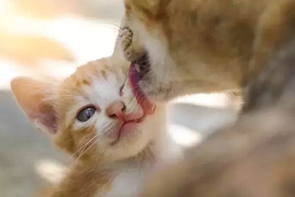猫たちは『血のつながり』を理解できているの？　親兄弟との関係にまつわる知識や意外な事実を解説