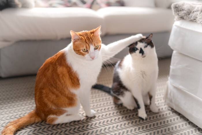 猫たちは『血のつながり』を理解できているの？　親兄弟との関係にまつわる知識や意外な事実を解説