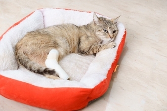 愛猫を守るための『応急処置』5つ　ケガや事故など緊急時の対処法を解説