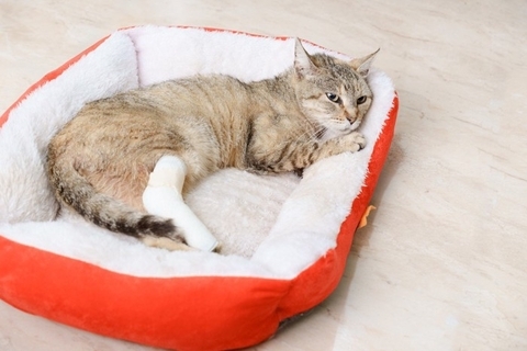 愛猫を守るための『応急処置』5つ　ケガや事故など緊急時の対処法を解説