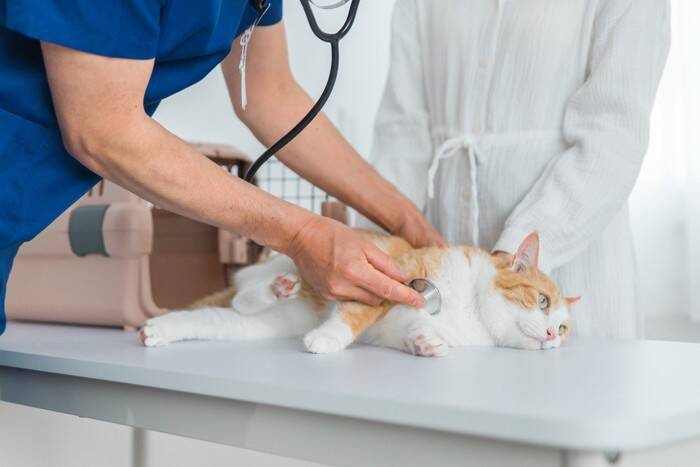 愛猫を守るための『応急処置』5つ　ケガや事故など緊急時の対処法を解説