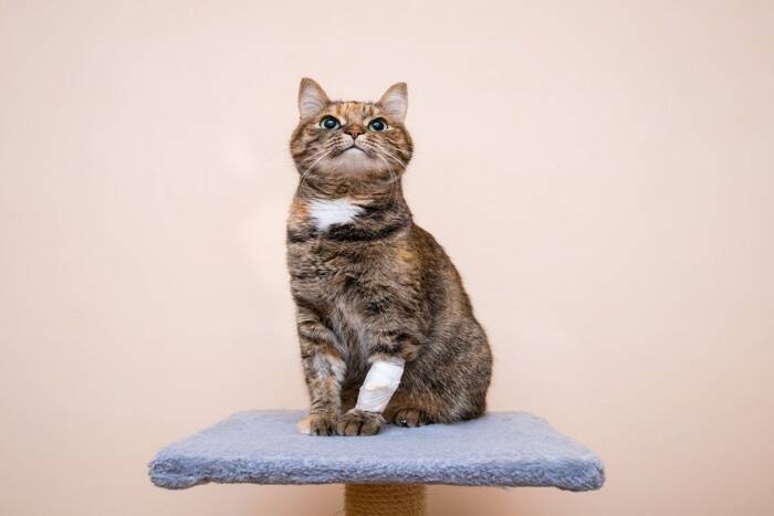 愛猫を守るための『応急処置』5つ　ケガや事故など緊急時の対処法を解説