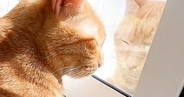 窓辺が大好きな猫たちのために『お昼寝台』をDIYした結果…素敵な"仕上がり"に「パパさんスゴイ」「愛を感じる」と称賛の声