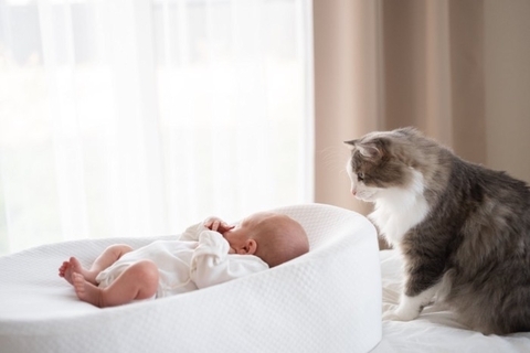 愛猫と暮らす家庭に『赤ちゃん』が産まれたときの注意点5つ　猫は人間の子どもをどう思っているの？