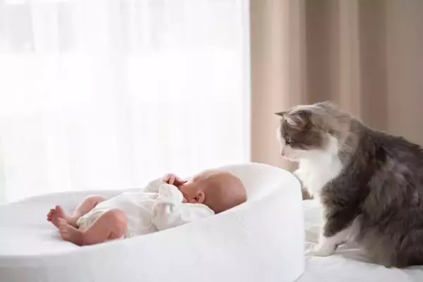 愛猫と暮らす家庭に『赤ちゃん』が産まれたときの注意点5つ　猫は人間の子どもをどう思っているの？