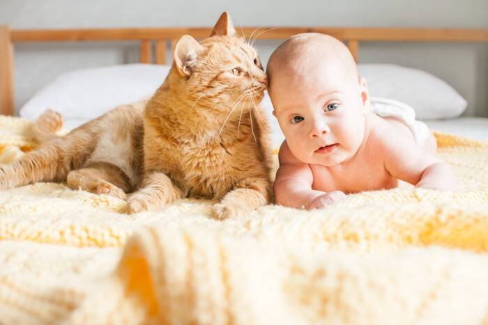 愛猫と暮らす家庭に『赤ちゃん』が産まれたときの注意点5つ　猫は人間の子どもをどう思っているの？