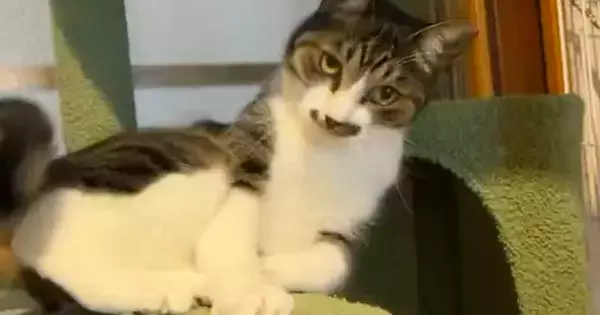 キャットタワーの上でゴロンと『寝転がろうとした猫』…まさかの展開に32万いいね「恥ずかしとこ消して！かなｗ」「うんうん人間が悪い」